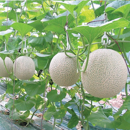 (HỘ KINH DOANH) NGUYỄN VĂN KIỆN