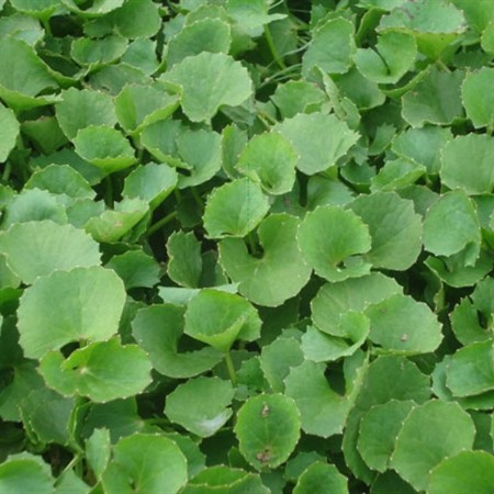 (HỘ KINH DOANH) NGUYỄN VĂN KIỆN