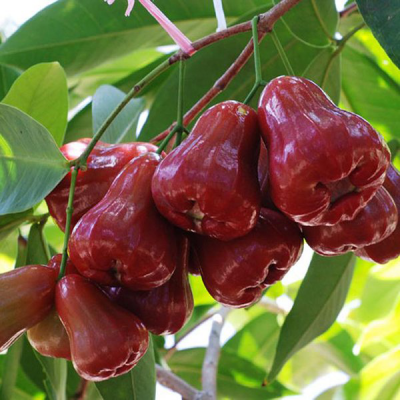 Những khu vườn trái cây cho du khách trong dịp hè